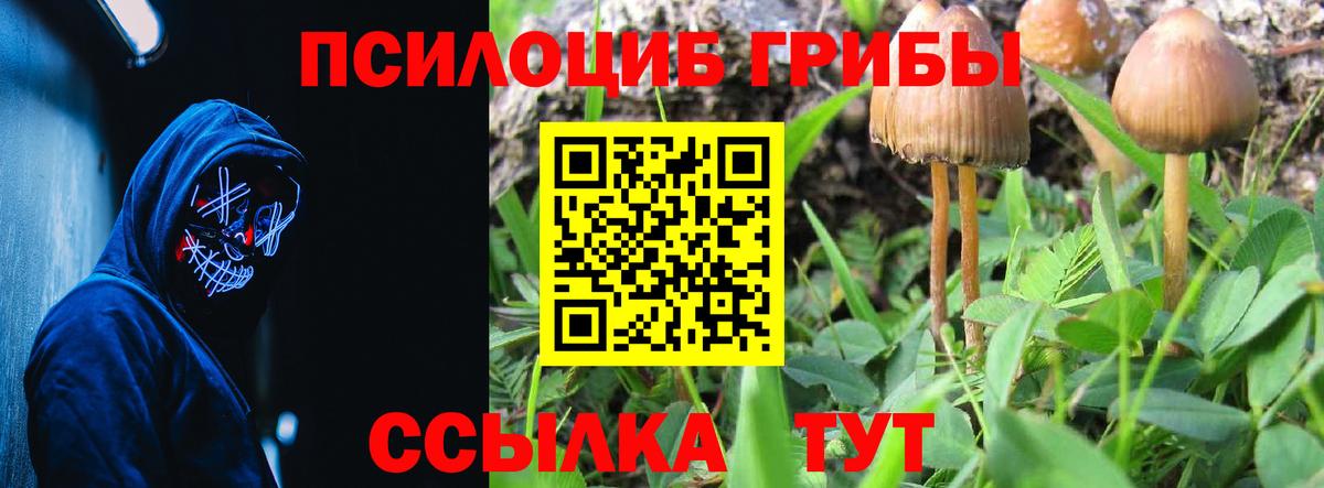 Псилоцибиновые грибы Psilocybe  Псилоцибиновые грибы GOLDEN TEACHER  Жуковский  Вход с VPN 